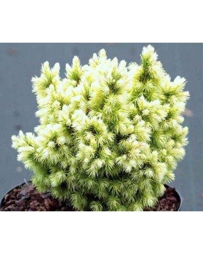 Ялина канадська Ялако Голд | Picea glauca Jalako Gold | Ель канадская Ялако Голд