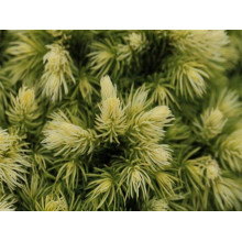 Ялина канадська Ялако Голд | Picea glauca Jalako Gold | Ель канадская Ялако Голд