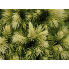 Ялина канадська Ялако Голд | Picea glauca Jalako Gold | Ель канадская Ялако Голд