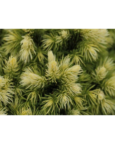 Ялина канадська Ялако Голд | Picea glauca Jalako Gold | Ель канадская Ялако Голд