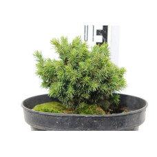 Ялина канадська Ялако Голд | Picea glauca Jalako Gold | Ель канадская Ялако Голд