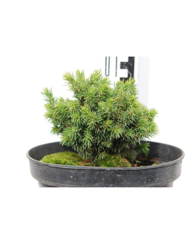 Ялина канадська Ялако Голд | Picea glauca Jalako Gold | Ель канадская Ялако Голд