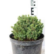 Ялина канадська Ялако Голд | Picea glauca Jalako Gold | Ель канадская Ялако Голд