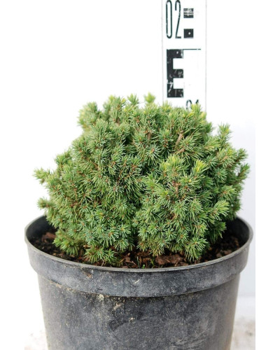 Ялина канадська Ялако Голд | Picea glauca Jalako Gold | Ель канадская Ялако Голд
