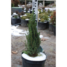 Ялина канадська Цукерхут | Picea glauca Zuckerhut | Ель канадская Цукерхут