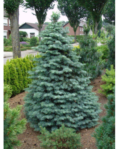 Ялиця одноколірна | Пихта одноцветная | Abies concolor