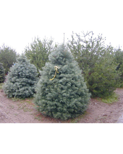 Ялиця одноколірна | Пихта одноцветная | Abies concolor