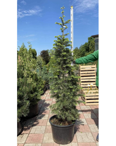 Ялиця одноколірна | Пихта одноцветная | Abies concolor