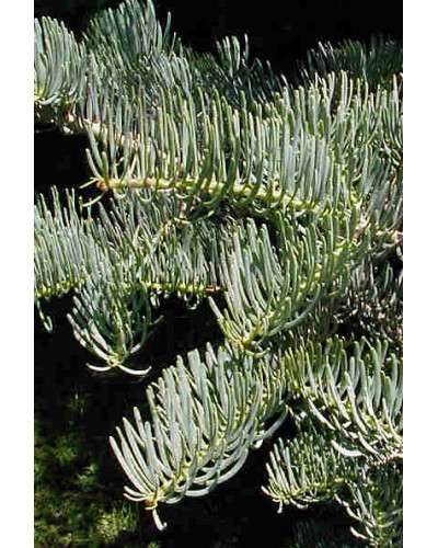 Ялиця одноколірна | Пихта одноцветная | Abies concolor