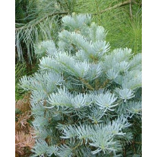 Ялиця одноколірна | Пихта одноцветная | Abies concolor