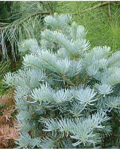 Ялиця одноколірна | Пихта одноцветная | Abies concolor