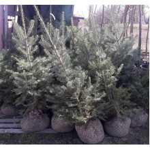 Ялиця одноколірна | Пихта одноцветная | Abies concolor