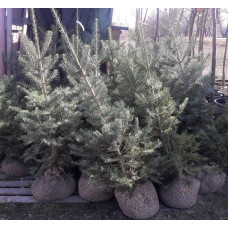 Ялиця одноколірна | Пихта одноцветная | Abies concolor