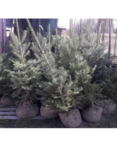 Ялиця одноколірна | Пихта одноцветная | Abies concolor