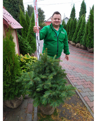 Ялиця одноколірна | Пихта одноцветная | Abies concolor