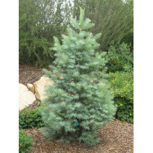 Ялиця одноколірна | Пихта одноцветная | Abies concolor