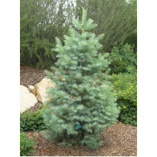 Ялиця одноколірна | Пихта одноцветная | Abies concolor