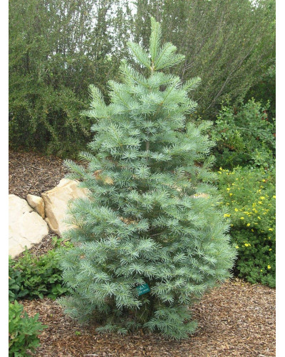 Ялиця одноколірна | Пихта одноцветная | Abies concolor