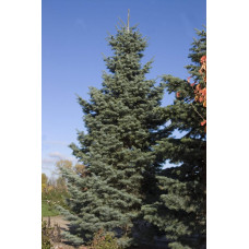Ялиця одноколірна | Пихта одноцветная | Abies concolor