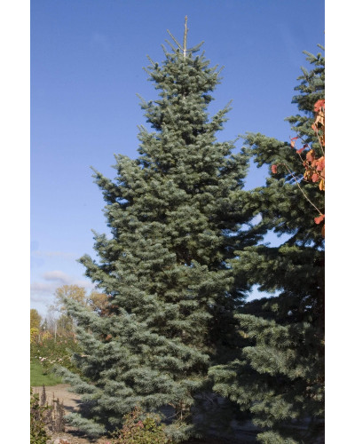 Ялиця одноколірна | Пихта одноцветная | Abies concolor
