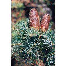 Ялиця одноколірна | Пихта одноцветная | Abies concolor