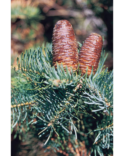 Ялиця одноколірна | Пихта одноцветная | Abies concolor