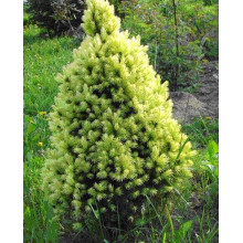 Ялина канадська Рейнбоуз Енд | Picea glauca Rainbows Еnd | Ель канадская Рейнбоуз Энд