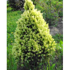 Ялина канадська Рейнбоуз Енд | Picea glauca Rainbows Еnd | Ель канадская Рейнбоуз Энд