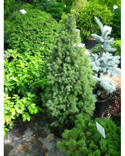 Ялина канадська Рейнбоуз Енд | Picea glauca Rainbows Еnd | Ель канадская Рейнбоуз Энд