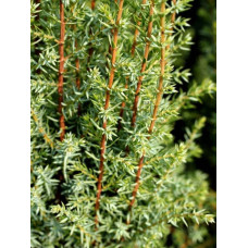 Ялівець звичайний Арнольд | Juniperus communis Arnold | Можжевельник обыкновенный Арнольд