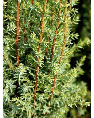 Ялівець звичайний Арнольд | Juniperus communis Arnold | Можжевельник обыкновенный Арнольд