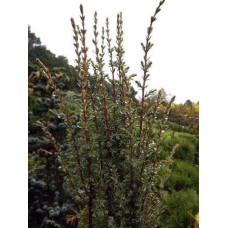 Ялівець звичайний Арнольд | Juniperus communis Arnold | Можжевельник обыкновенный Арнольд