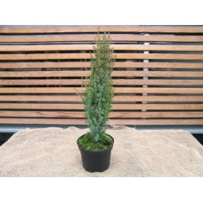 Ялівець звичайний Арнольд | Juniperus communis Arnold | Можжевельник обыкновенный Арнольд