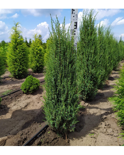 Ялівець звичайний Арнольд | Juniperus communis Arnold | Можжевельник обыкновенный Арнольд