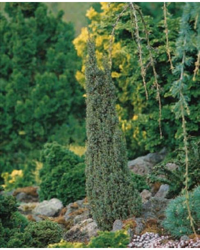 Ялівець звичайний Арнольд | Juniperus communis Arnold | Можжевельник обыкновенный Арнольд