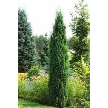 Ялівець звичайний Хіберніка | Juniperus communis Hibernica | Можжевельник обыкновенный Хиберника