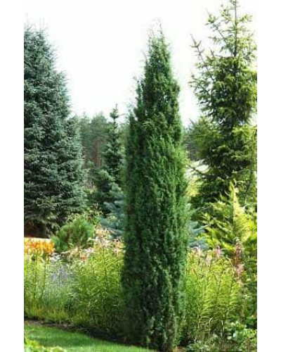 Ялівець звичайний Хіберніка | Juniperus communis Hibernica | Можжевельник обыкновенный Хиберника