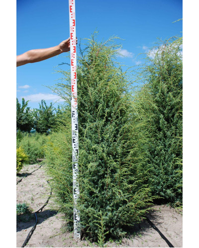 Ялівець звичайний Хіберніка | Juniperus communis Hibernica | Можжевельник обыкновенный Хиберника