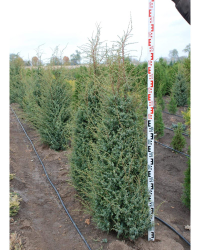 Ялівець звичайний Хіберніка | Juniperus communis Hibernica | Можжевельник обыкновенный Хиберника