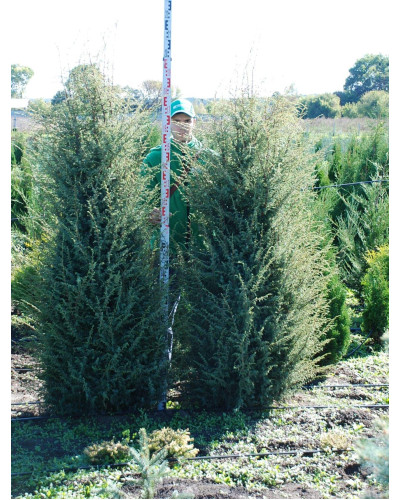 Ялівець звичайний Хіберніка | Juniperus communis Hibernica | Можжевельник обыкновенный Хиберника