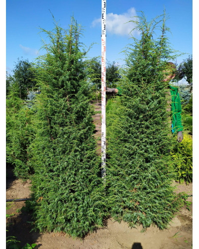 Ялівець звичайний Хіберніка | Juniperus communis Hibernica | Можжевельник обыкновенный Хиберника