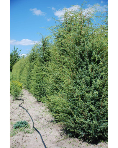 Ялівець звичайний Хіберніка | Juniperus communis Hibernica | Можжевельник обыкновенный Хиберника
