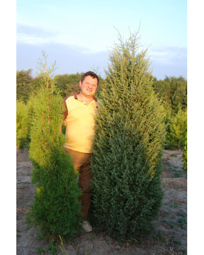 Ялівець звичайний Хіберніка | Juniperus communis Hibernica | Можжевельник обыкновенный Хиберника