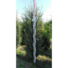 Ялівець звичайний Хіберніка | Juniperus communis Hibernica | Можжевельник обыкновенный Хиберника