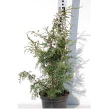 Ялівець звичайний Хіберніка | Juniperus communis Hibernica | Можжевельник обыкновенный Хиберника