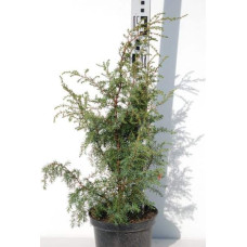 Ялівець звичайний Хіберніка | Juniperus communis Hibernica | Можжевельник обыкновенный Хиберника