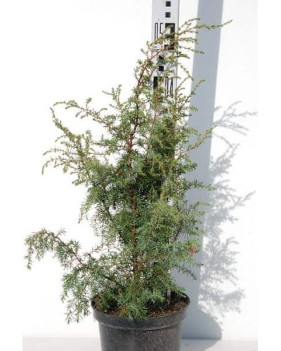 Ялівець звичайний Хіберніка | Juniperus communis Hibernica | Можжевельник обыкновенный Хиберника