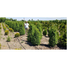 Ялівець звичайний Хіберніка | Juniperus communis Hibernica | Можжевельник обыкновенный Хиберника