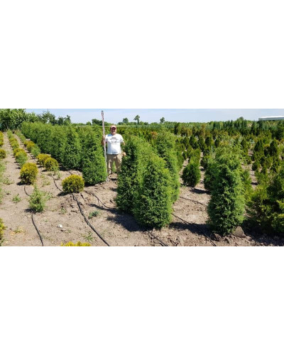 Ялівець звичайний Хіберніка | Juniperus communis Hibernica | Можжевельник обыкновенный Хиберника