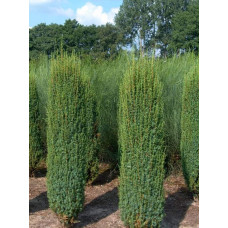 Ялівець звичайний Хіберніка | Juniperus communis Hibernica | Можжевельник обыкновенный Хиберника